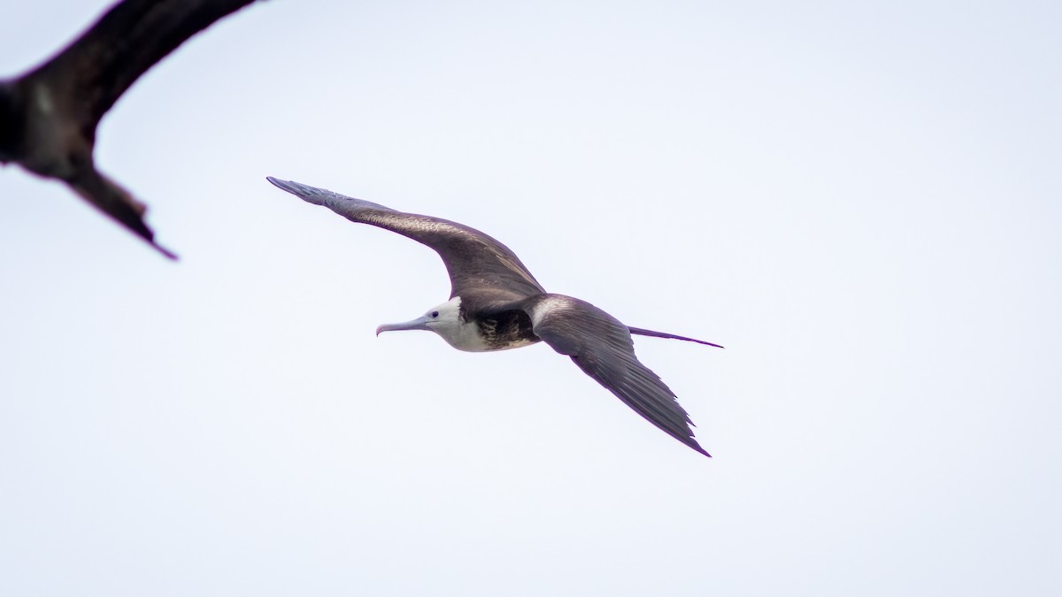 Magnificent Frigatebird - ML515284721