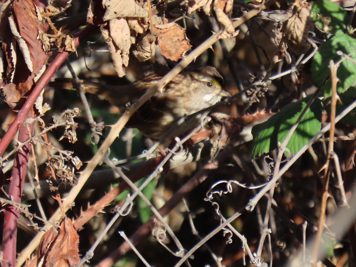 White-throated Sparrow - ML515286121
