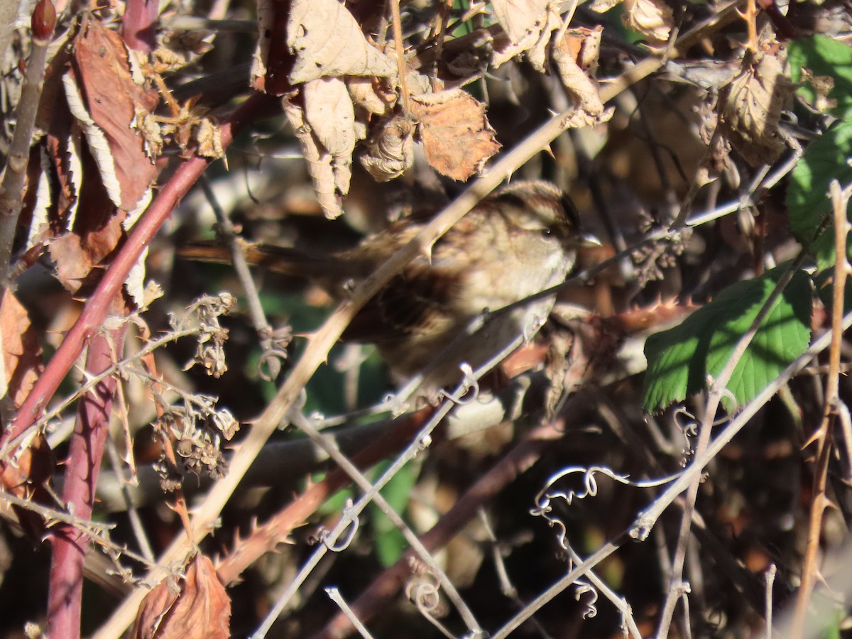 White-throated Sparrow - Michael Strom