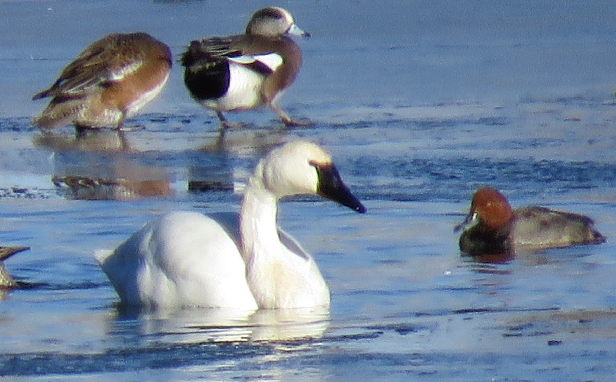 Tundra Swan - ML515286391