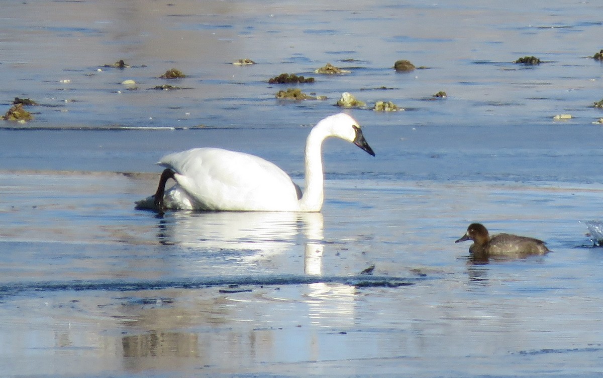 Tundra Swan - ML515286871