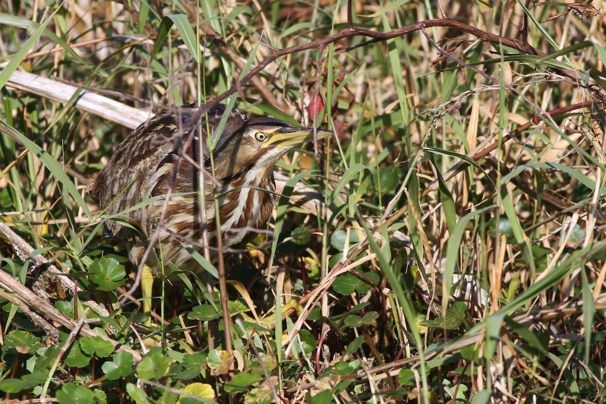 American Bittern - Alex Lamoreaux