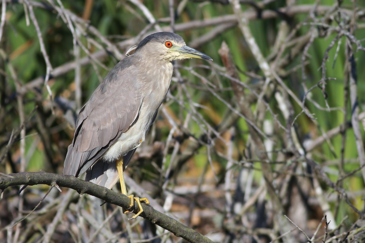 Black-crowned Night Heron - Alex Lamoreaux