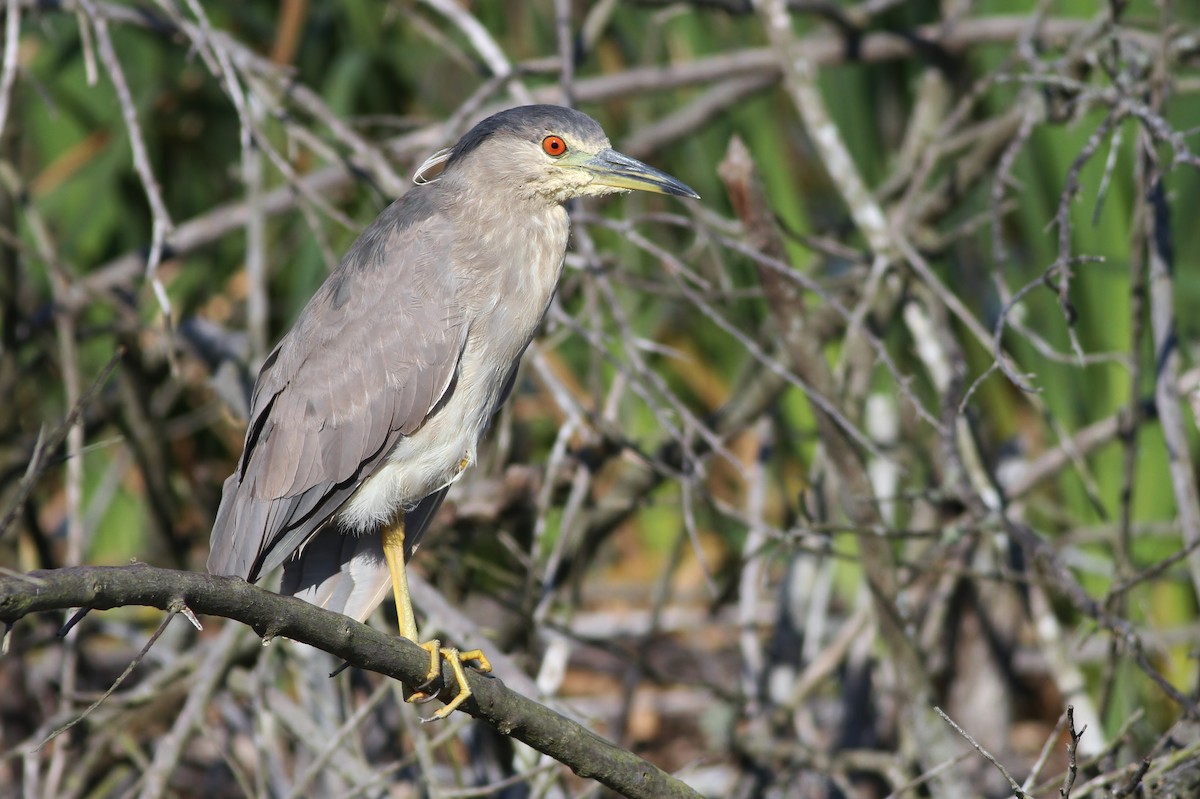 Black-crowned Night Heron - ML51528841