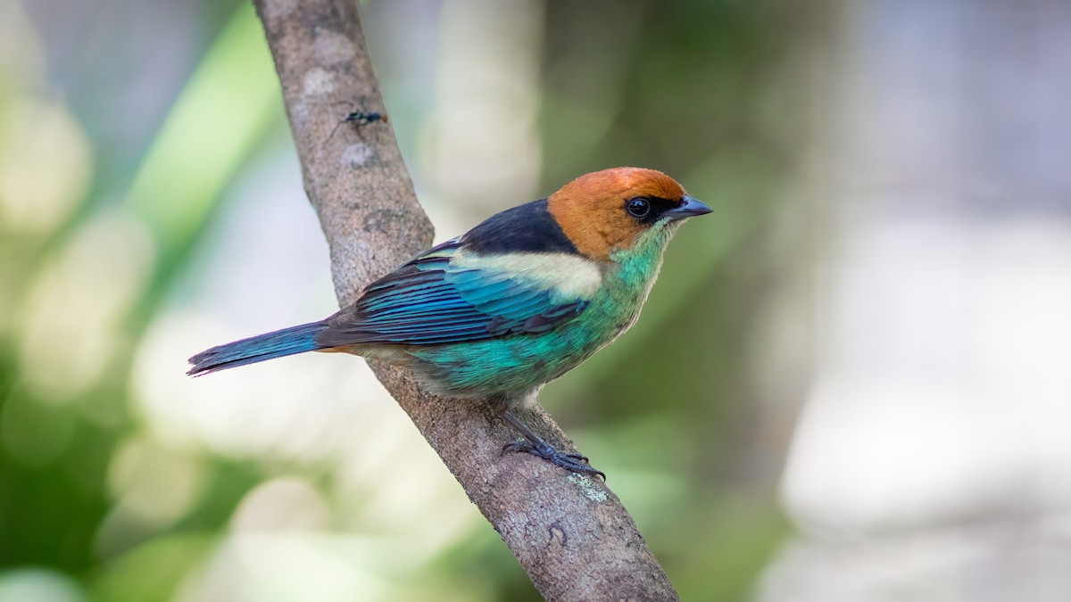 Black-backed Tanager - ML515290181