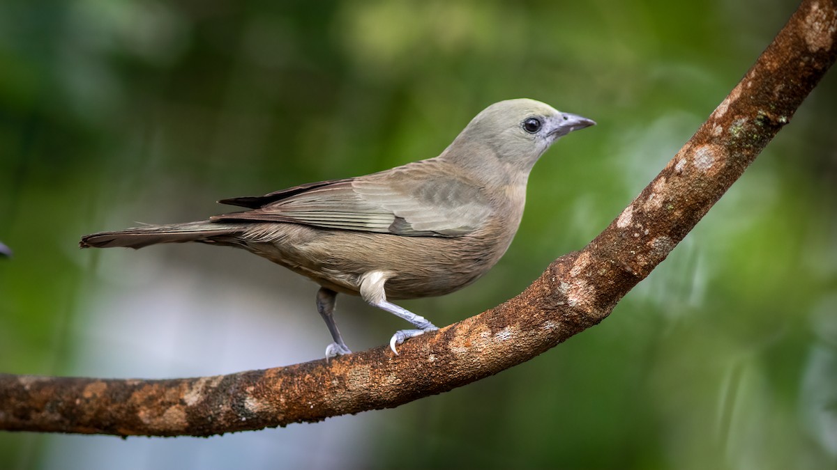 Palm Tanager - ML515290301