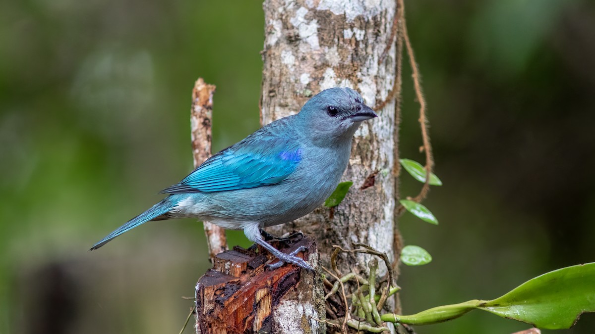 Azure-shouldered Tanager - ML515290361