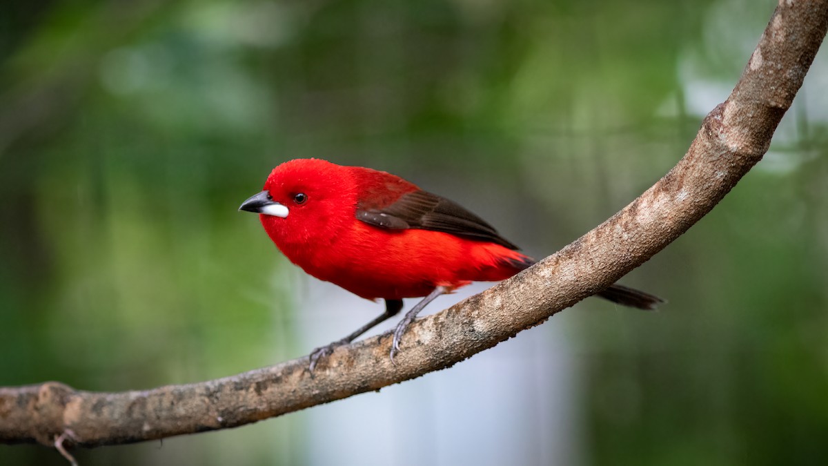 Brazilian Tanager - ML515290481