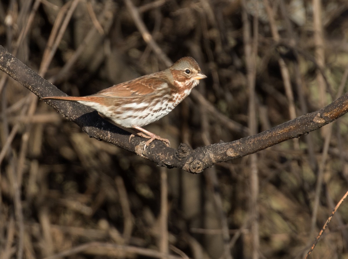 Fox Sparrow (Red) - ML515290531