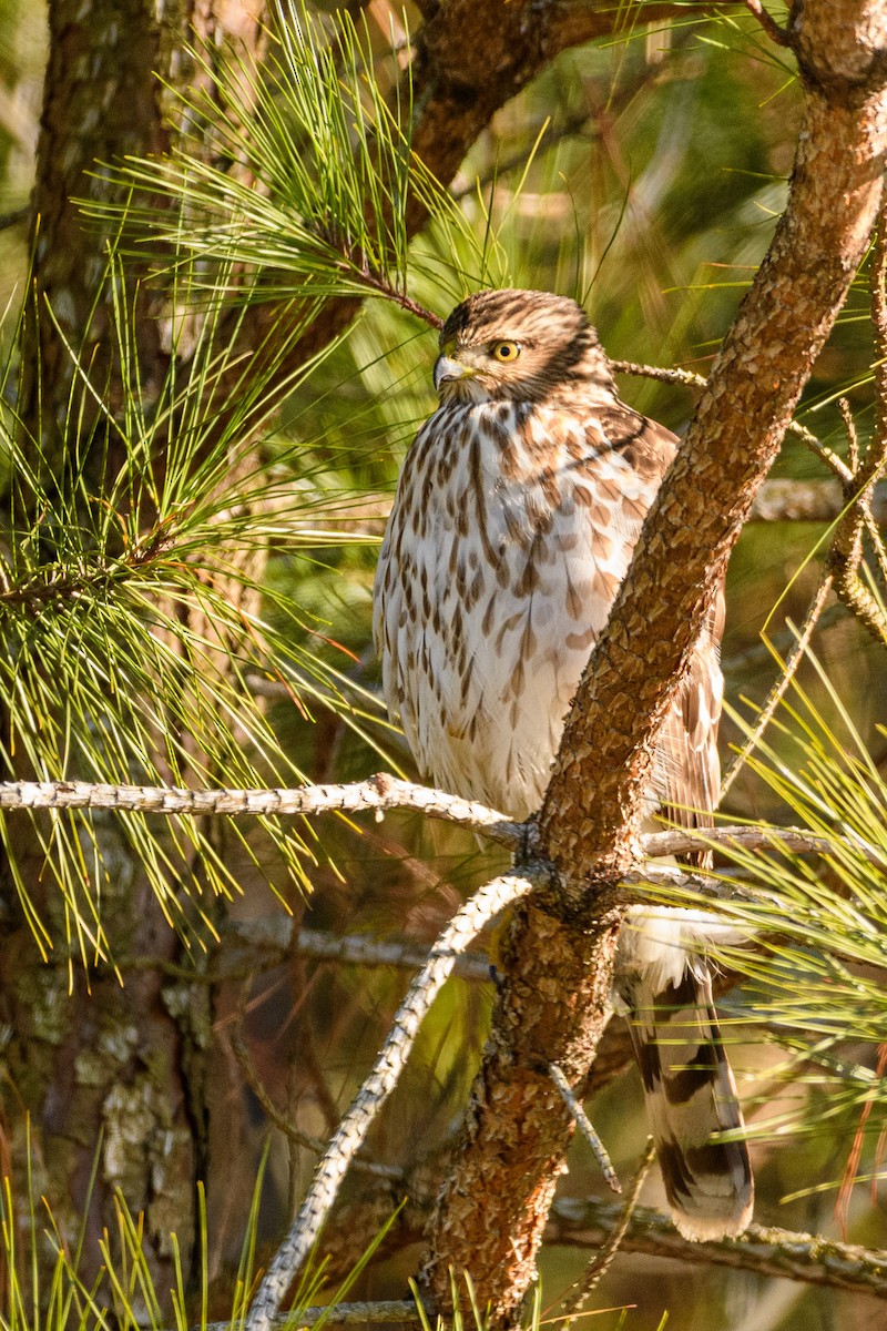 Cooper's Hawk - ML515290611