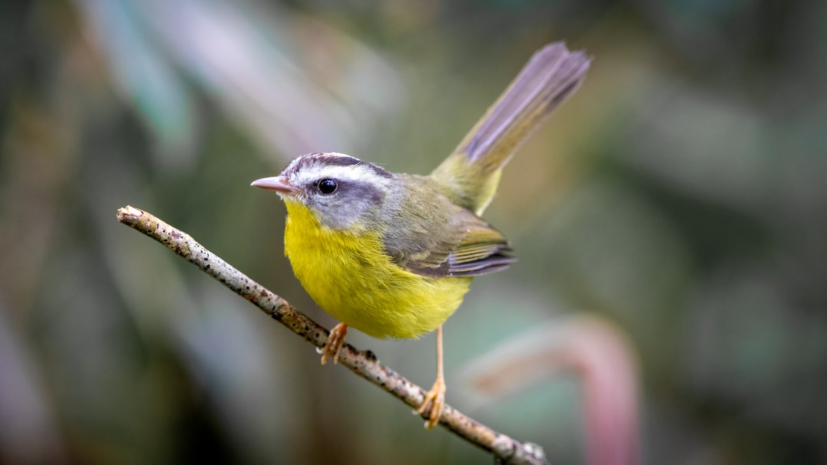 Golden-crowned Warbler - ML515290701