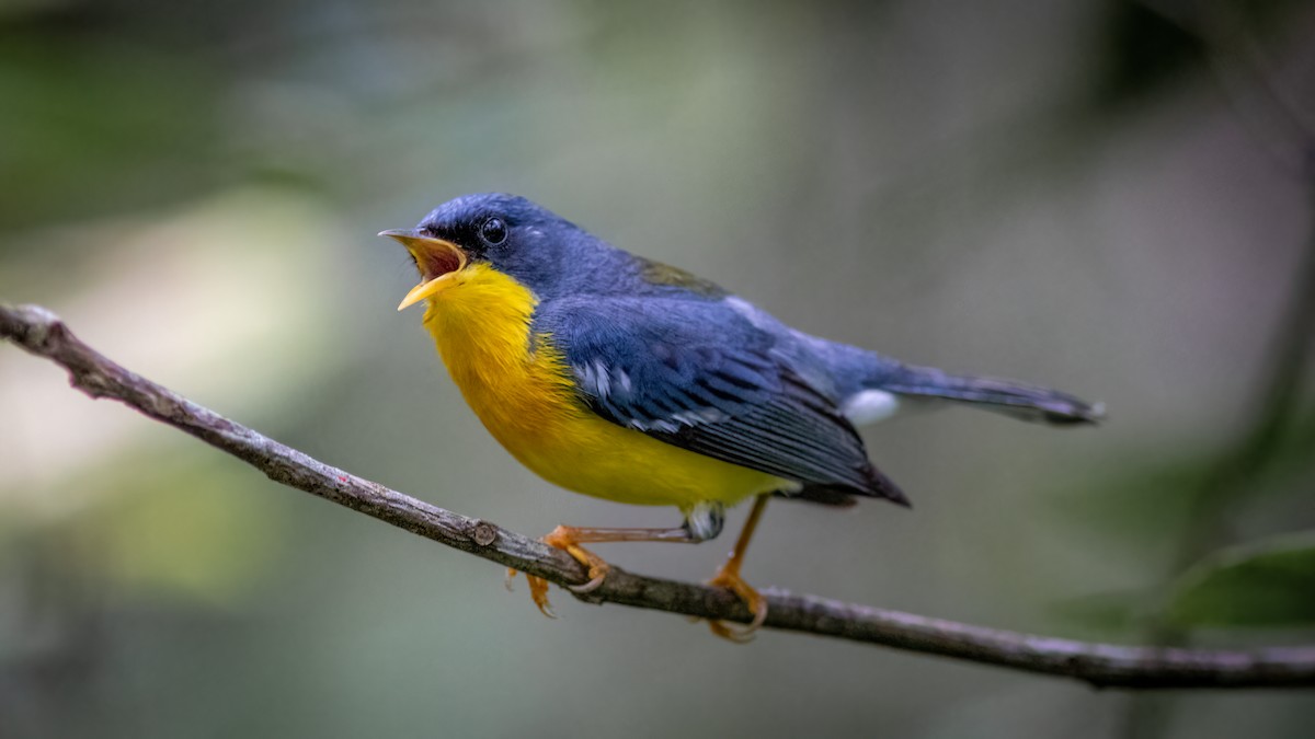 Tropical Parula - ML515290731