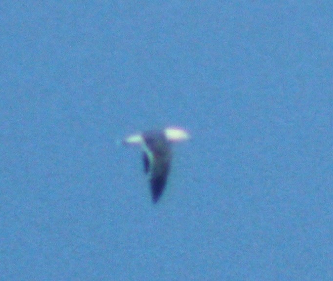 Black-tailed Gull - ML51529081