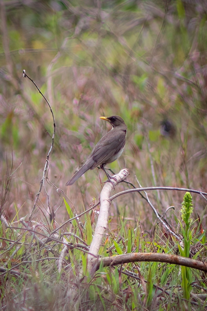 Creamy-bellied Thrush - ML515291251