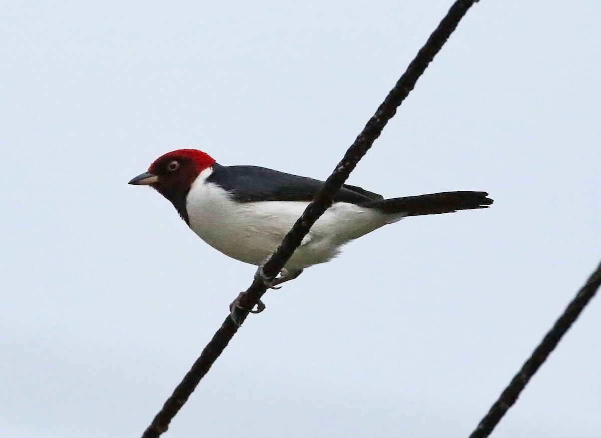 Red-capped Cardinal - ML515291511