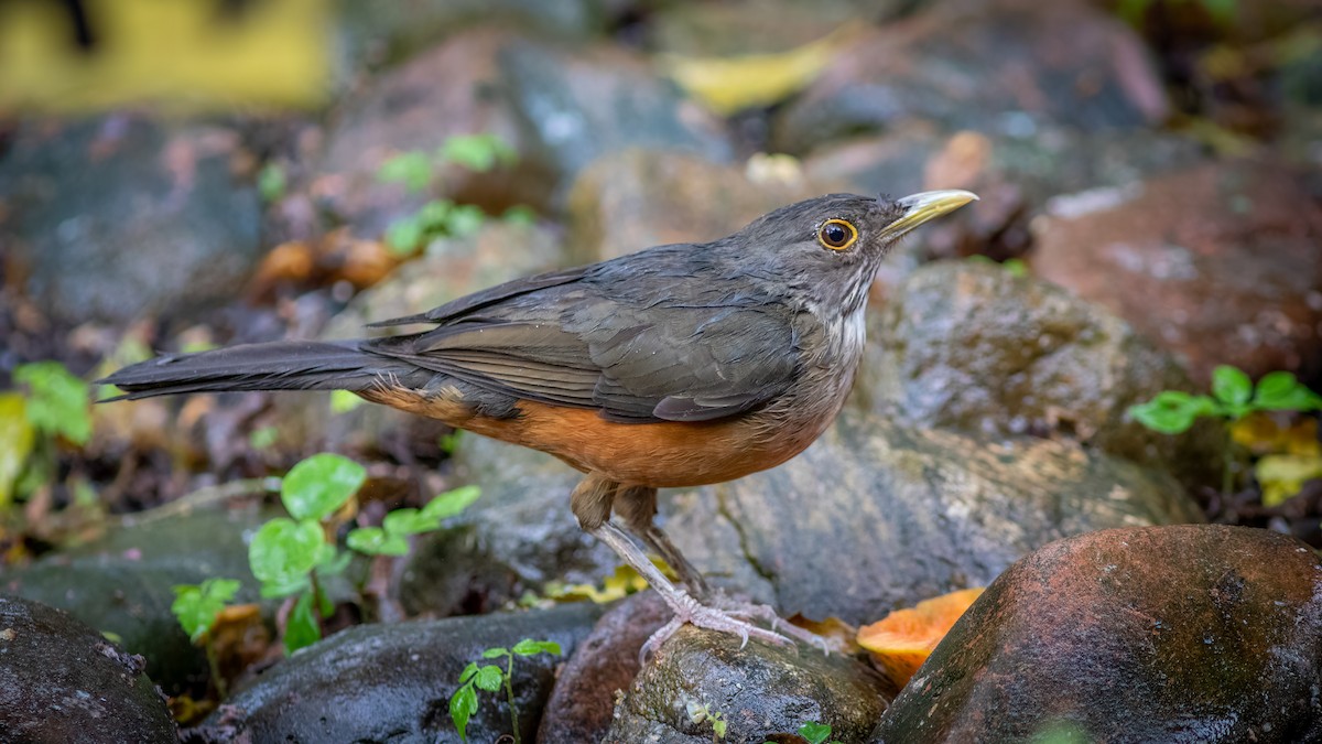 Rufous-bellied Thrush - ML515291951