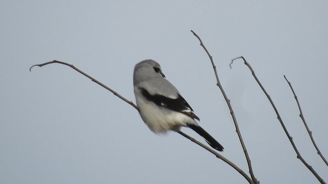 Northern Shrike - ML515292371