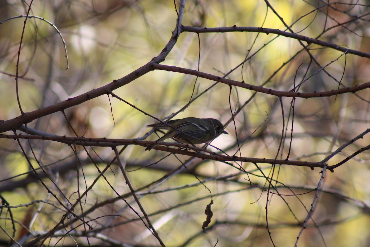 Hutton's Vireo - ML515292501