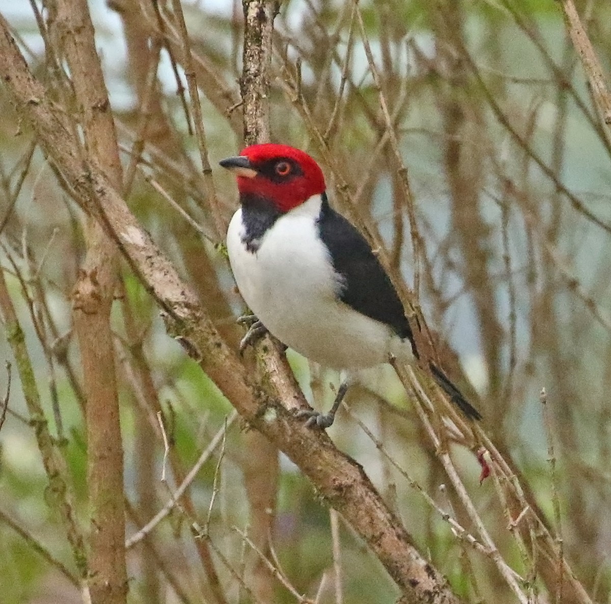 Red-capped Cardinal - ML515294101