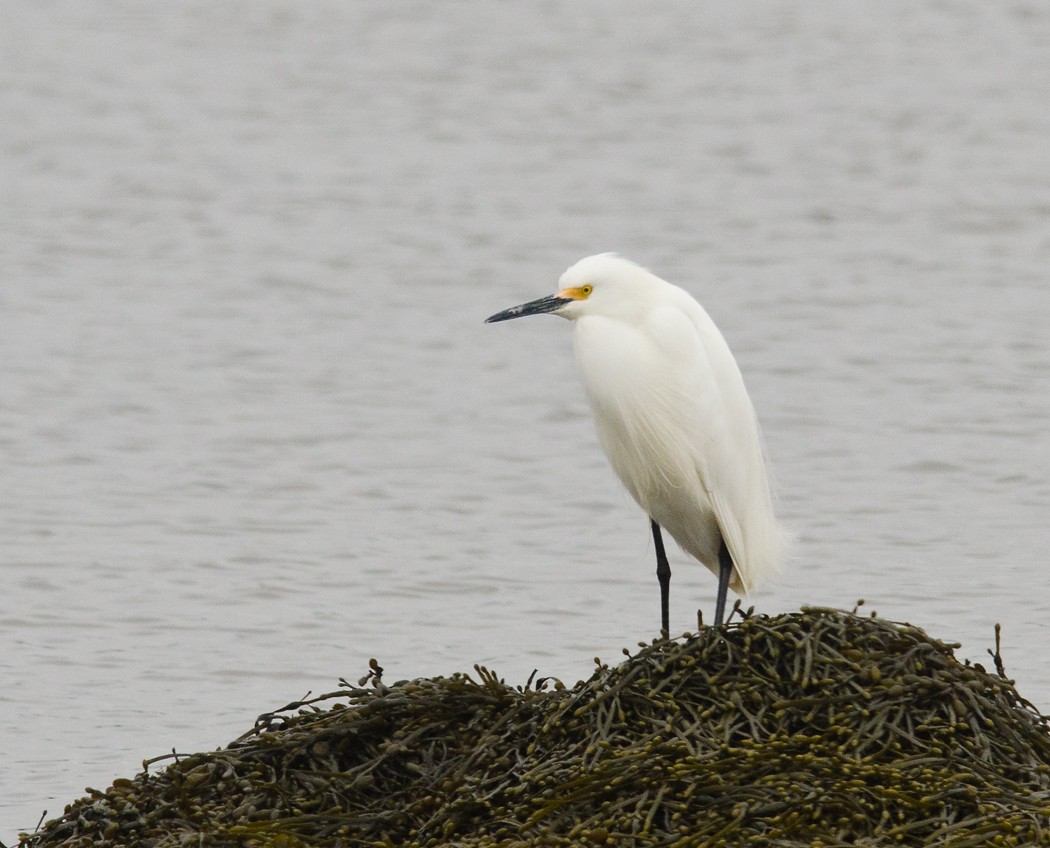 Snowy Egret - ML51529421