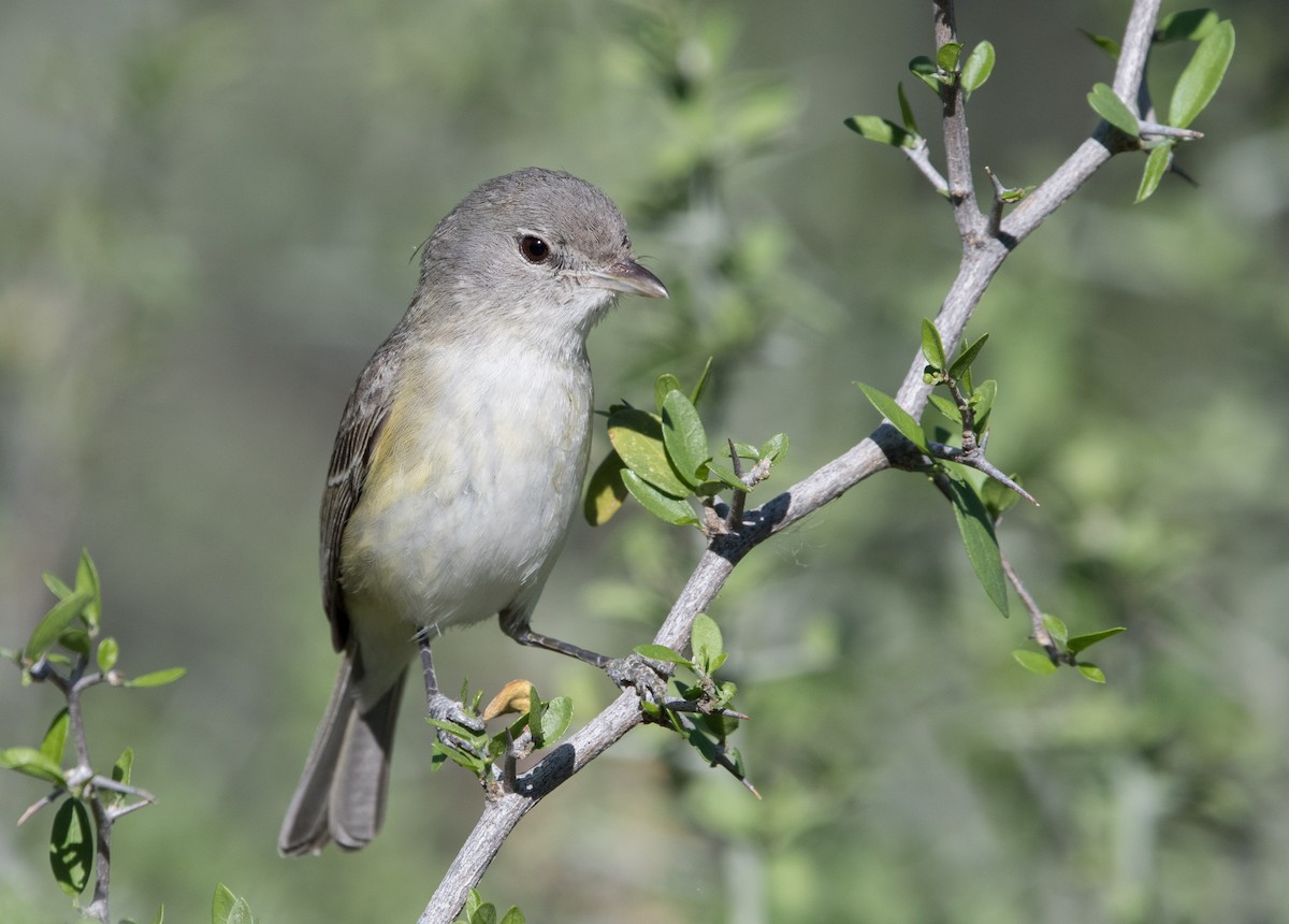 Bell's Vireo - William Higgins