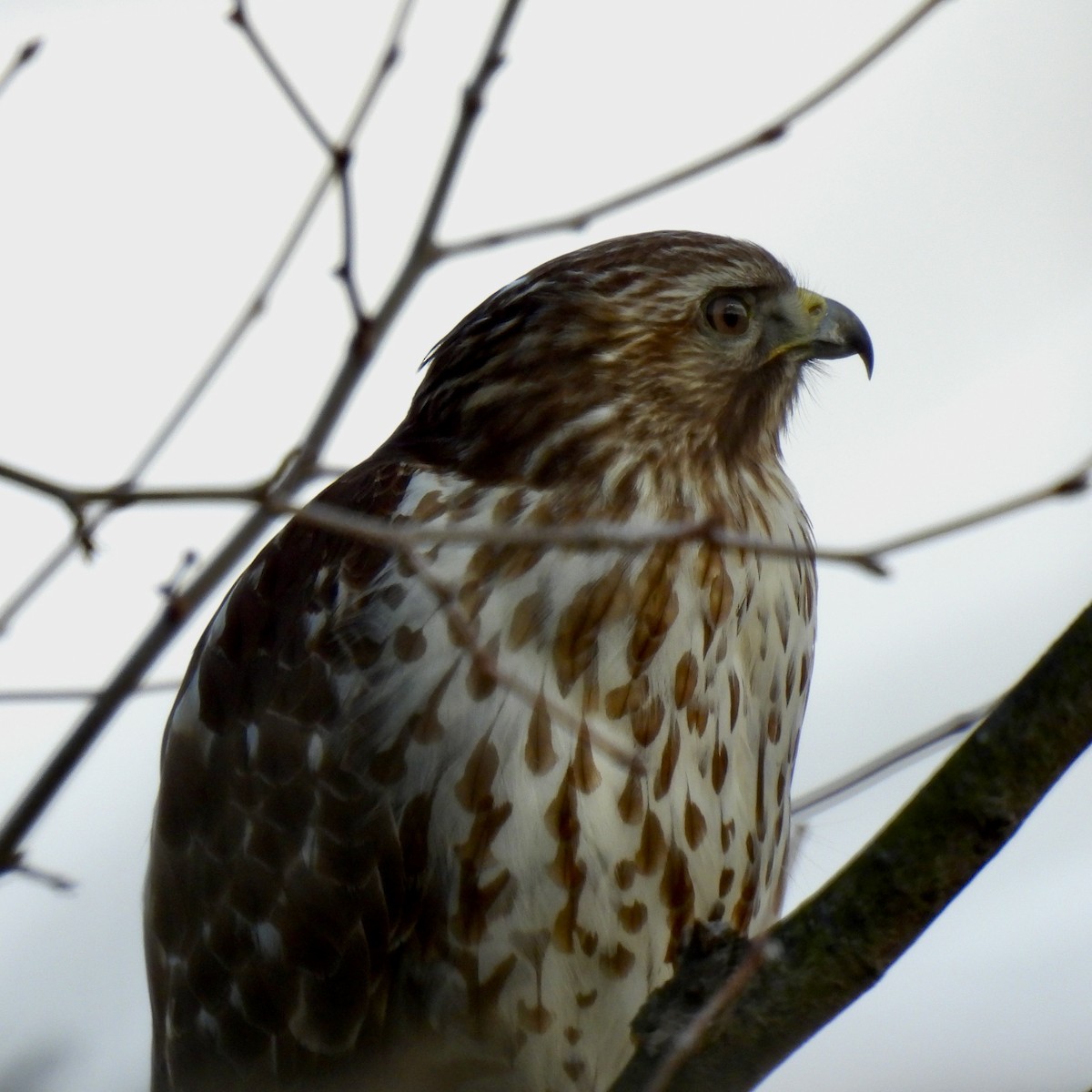 Red-shouldered Hawk - Keith Eric Costley