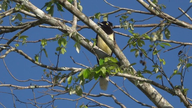 plysjskrike - ML515296011