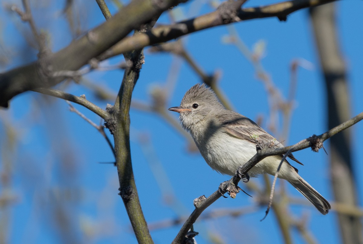 Northern Beardless-Tyrannulet - ML51529611