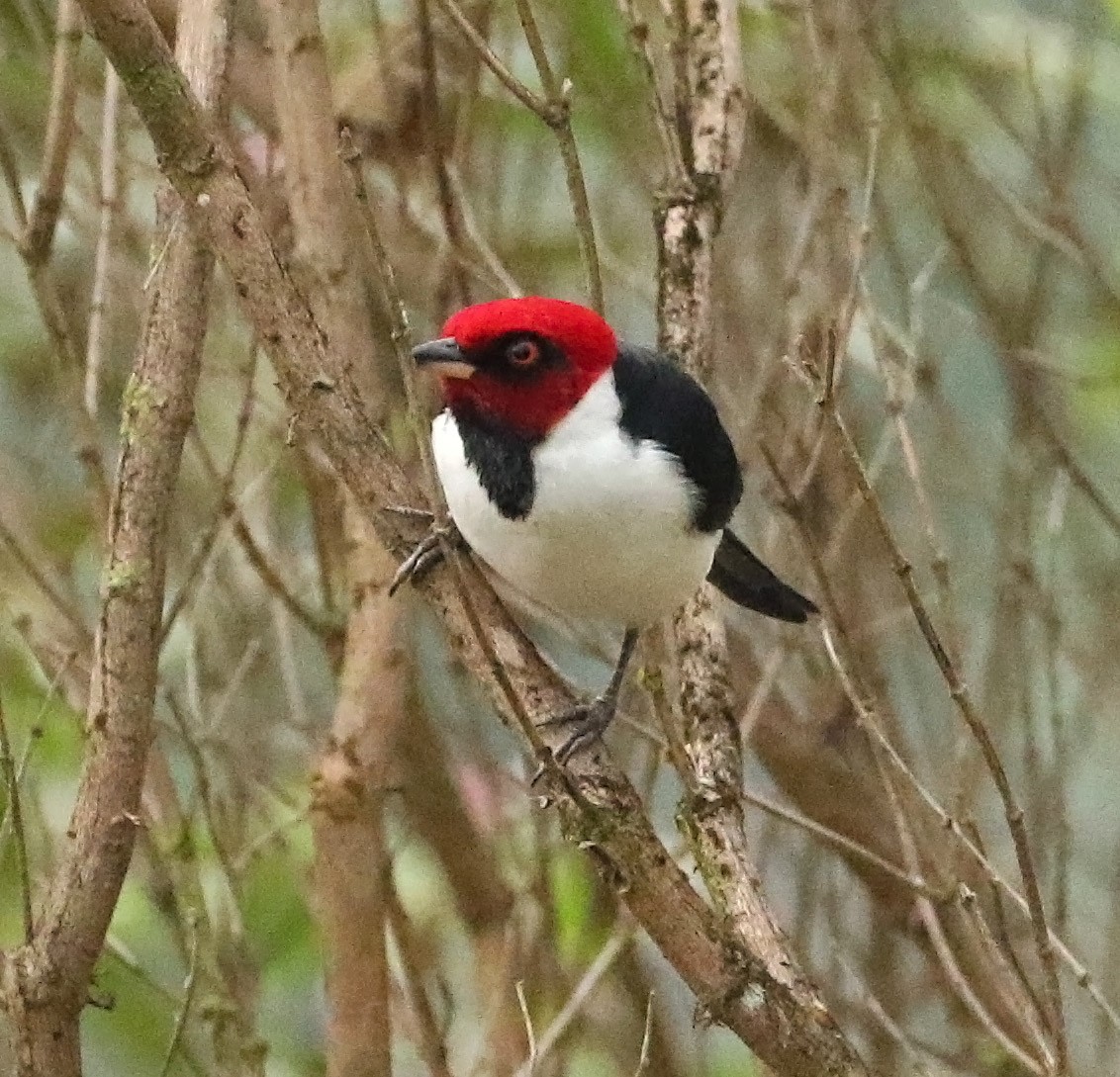 Red-capped Cardinal - ML515296281