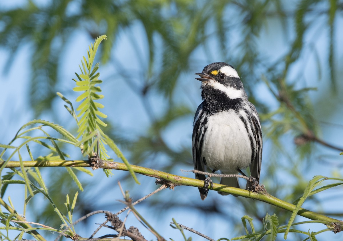 Black-throated Gray Warbler - ML51529661