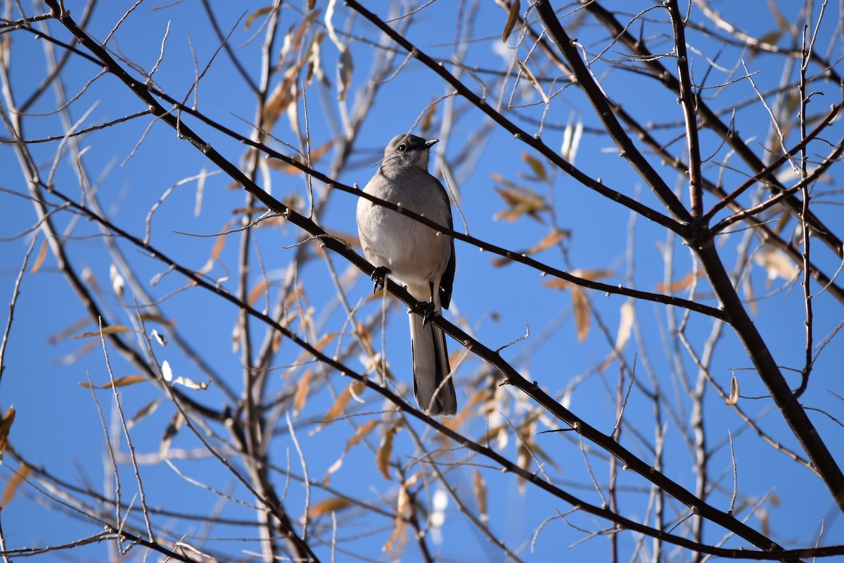 Northern Mockingbird - ML515296771