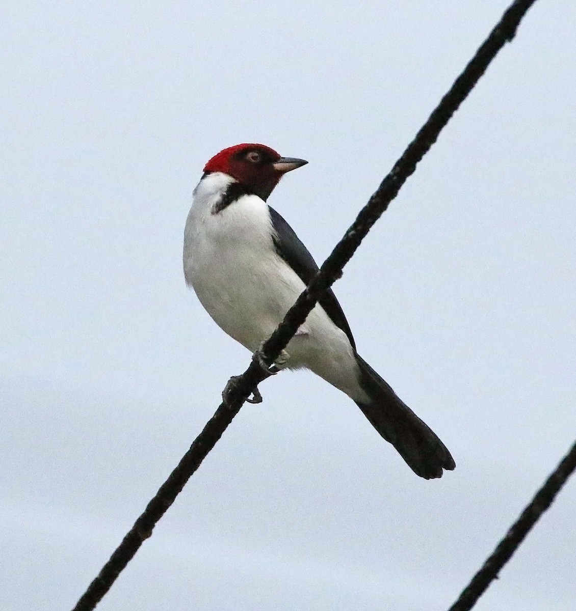Red-capped Cardinal - ML515297651