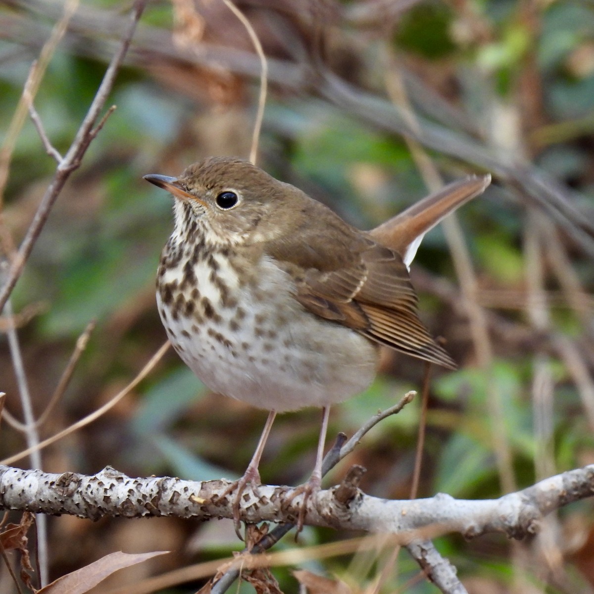 Hermit Thrush - ML515297731