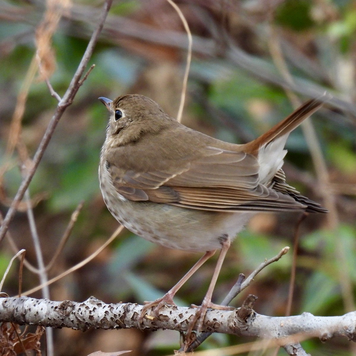 Hermit Thrush - ML515297741