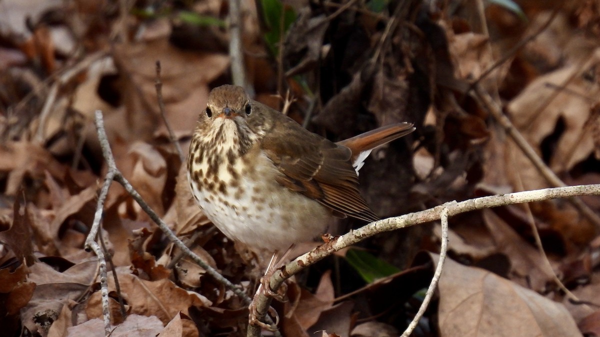 Hermit Thrush - ML515297751