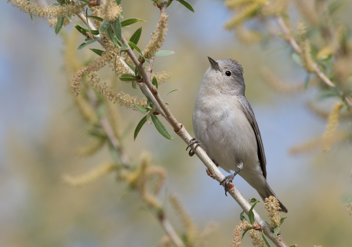 Lucy's Warbler - William Higgins