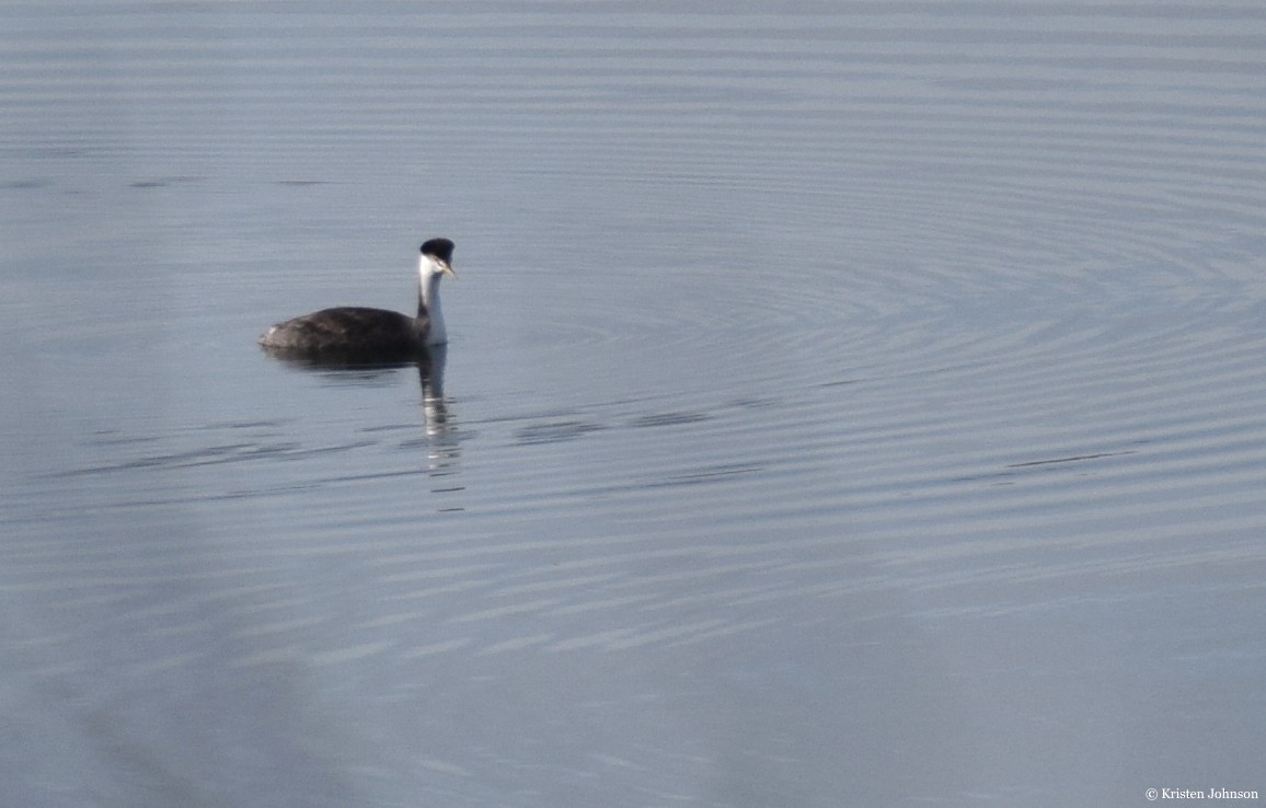 Western Grebe - ML515299921