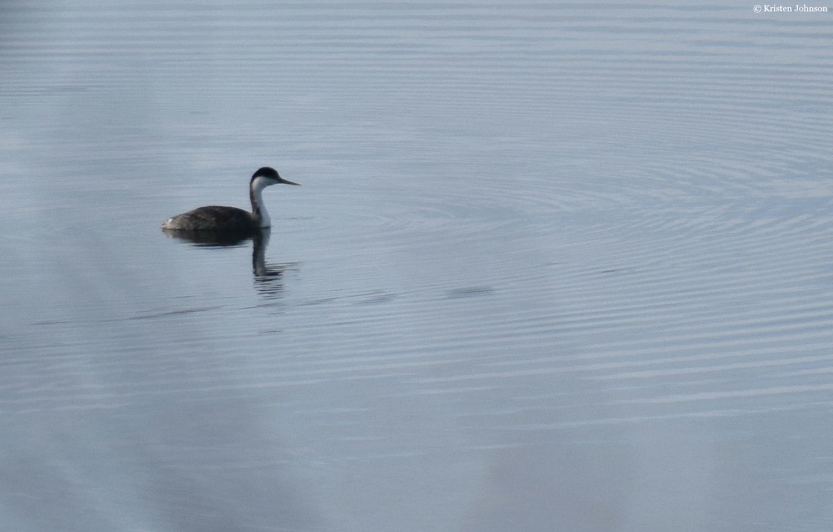 Western Grebe - ML515299951