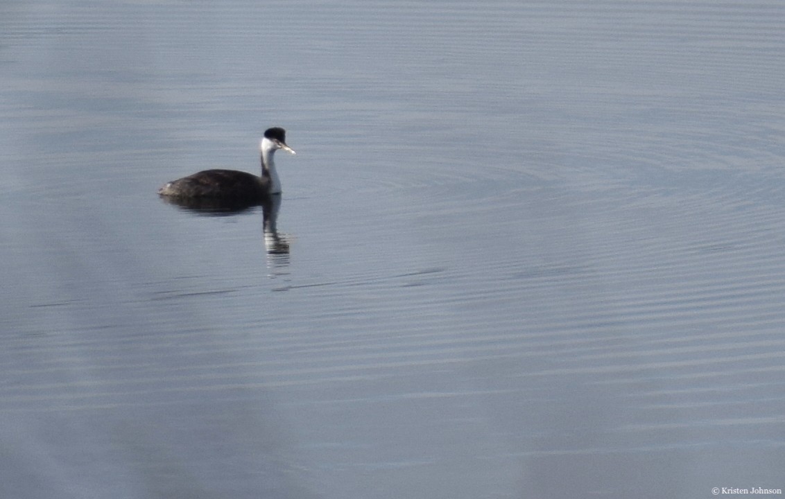 Western Grebe - ML515299981
