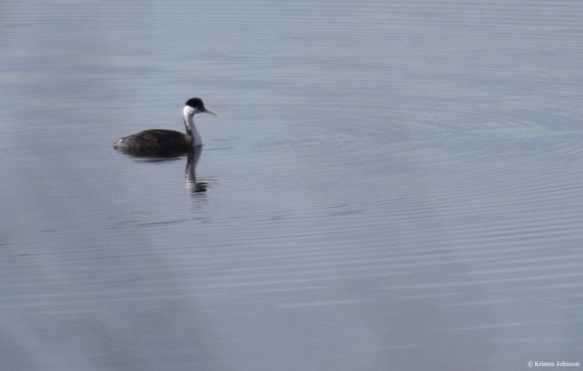 Western Grebe - ML515300081