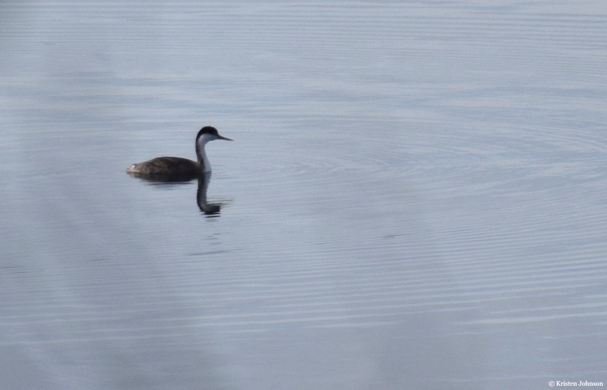 Western Grebe - ML515300131