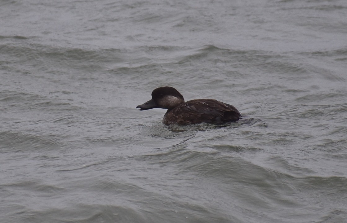 Black Scoter - ML515301961