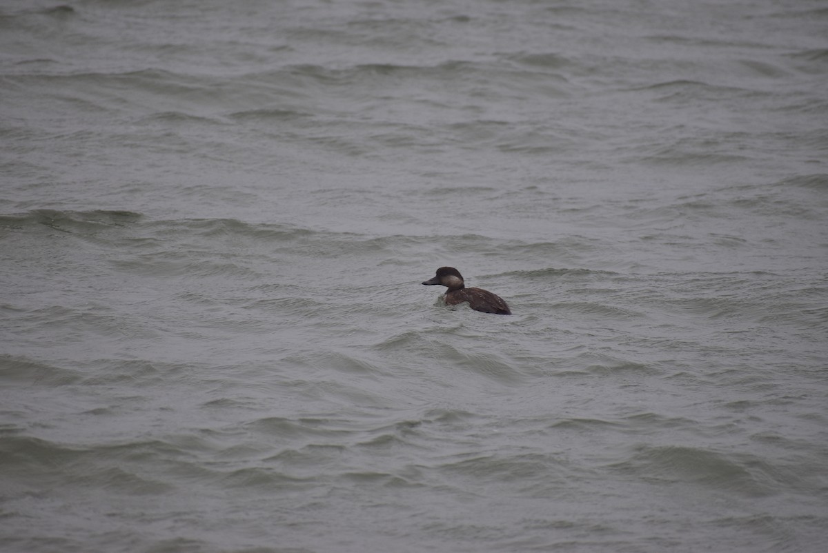 Black Scoter - ML515301971