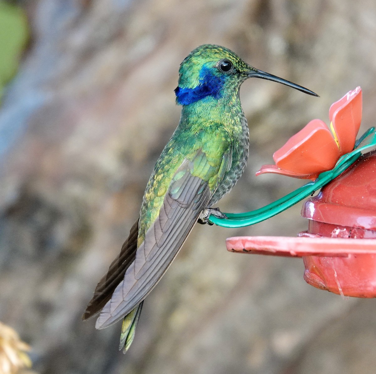 kolibřík modrouchý - ML515305701
