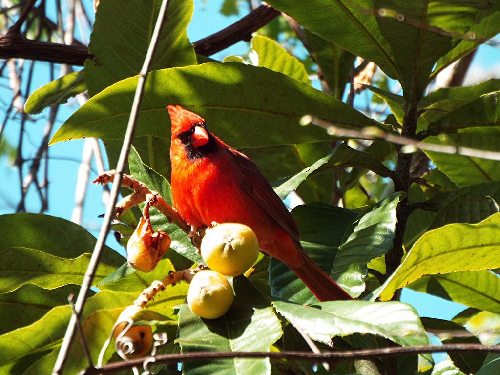 Northern Cardinal - Christopher Ferro