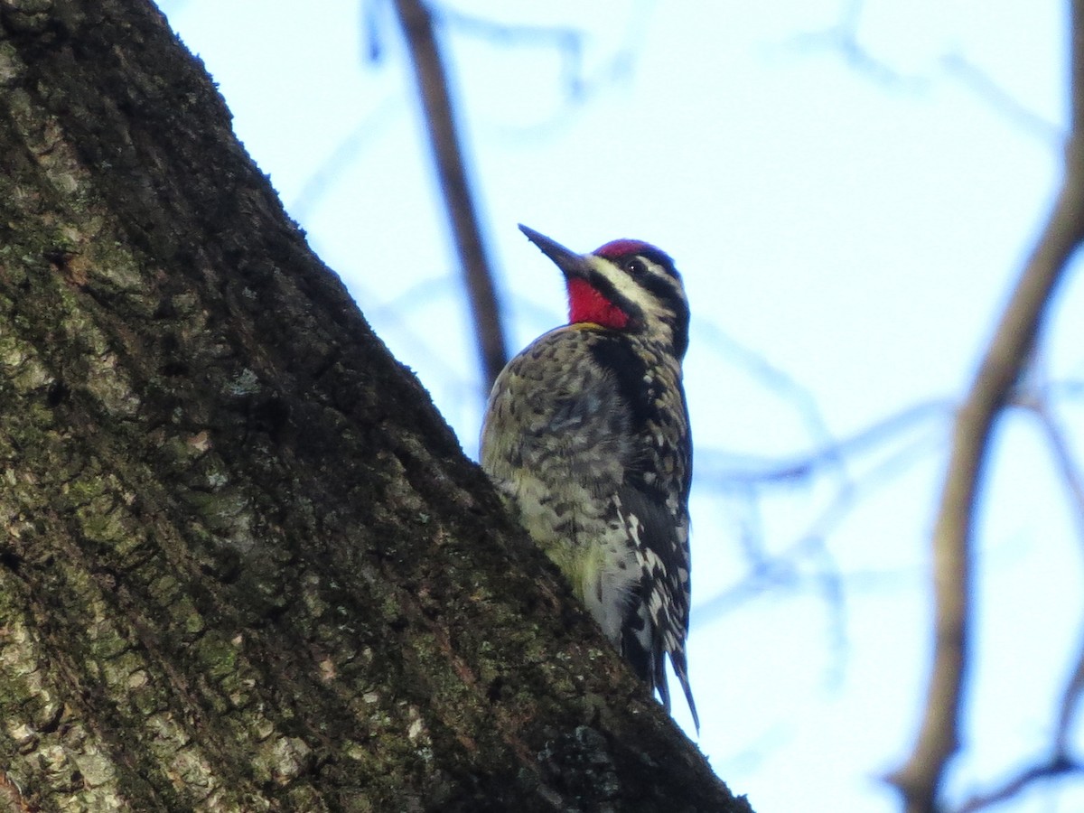 Yellow-bellied Sapsucker - ML515305911