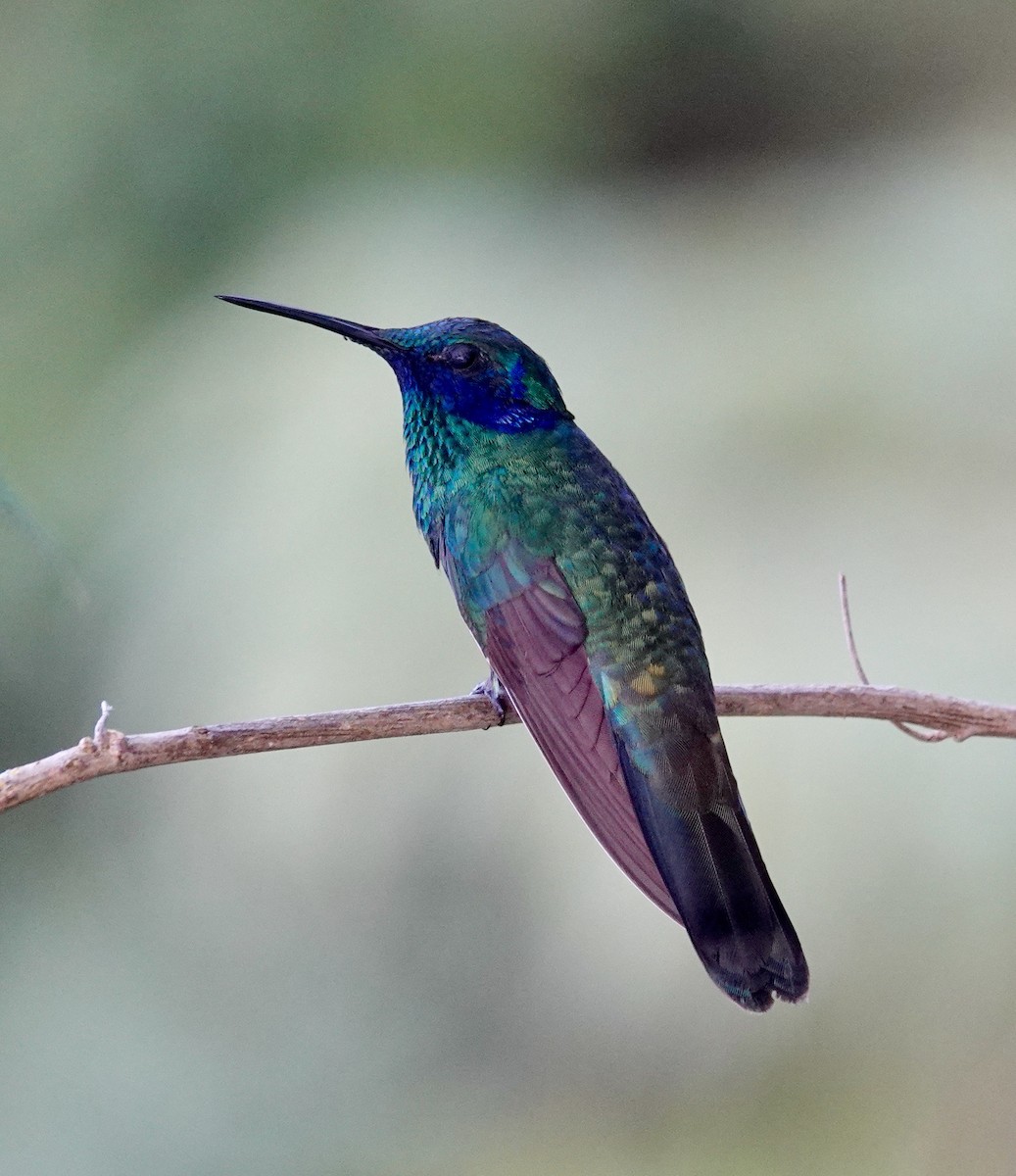 kolibřík modrouchý - ML515306191