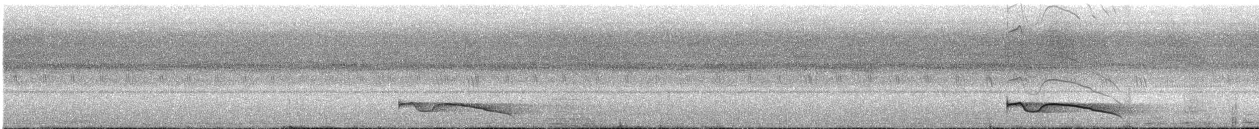 Riesennachtschwalbe - ML51530671
