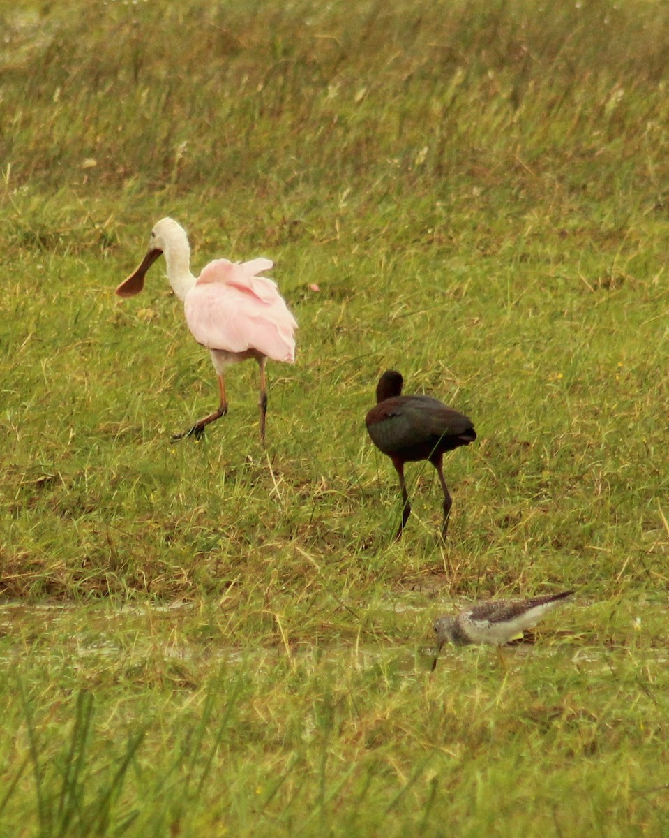 Roseate Spoonbill - Guillermo Andreo