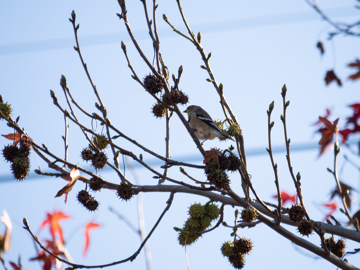 American Goldfinch - ML515308861